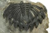 Walliserops Trilobite With Free-Standing Spines - Foum Zguid #179608-4